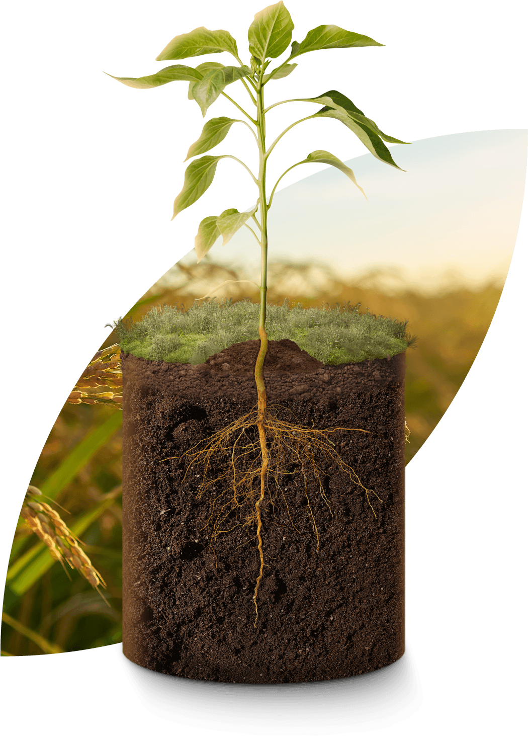 Raíces y planta de referencia para nutrición vegetal